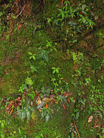 Argostemma bifolium population on a mossy granitic rock, Bukit Larut, Perak, Malaysia