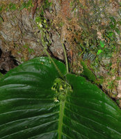 Monophyllaea elongata inflorescences and flowers, Gua Tempurung, Perak, Malaysia