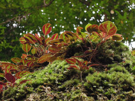 Sonerila griffithii, red marbled underleaf surface, Gunung Ledang, Johore, Malaysia