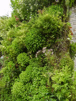 Citadelle de Doullens, 13 after installation, side view, May 2010