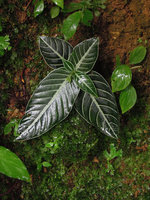 Argostemma bifolium, actually with six leaves, Bukit Larut, Perak, Malaysia