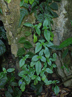 Microchirita caliginosa, population at the base of a limestone cliff, Banjaran, Perak, Malaysia