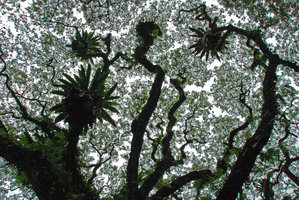 Asplenium nidus et timidité Samanea, Taiping, Malaisie