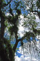 Bromeliads and epiphytic ferns in town, Joinville, Brésil