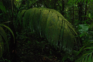 Epiphylles sur feuille de Palmier, Tenorio, Costa Rica