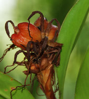 Hedychium longicornutum fruit, cultivated at Penang Hill, Malaisie