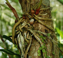 Hedychium longicornutum roots, growing as epiphyte at Penang Hill, Malaisie