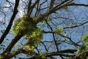 Platycerium coronarium population epiphytic at Nee Soon swamp forest, Singapour