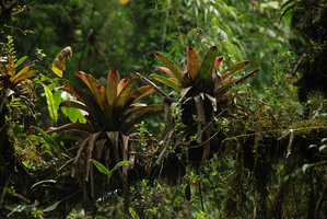 Vriesea, Nematanthus et fougères épiphytes, Sierra do Mar, Brésil