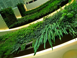 Siam Paragon, Anthurium vittariifolium