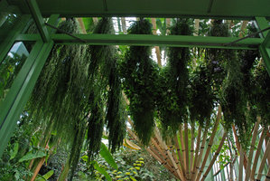 Greenhouse MNHN, Vegetal Ceiling, side view