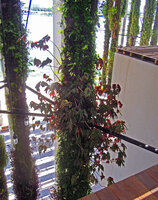 A branched begonia on a Hanging Column with plant design by Patrick Blanc at the PAMM Museum, Miami, July 2016
