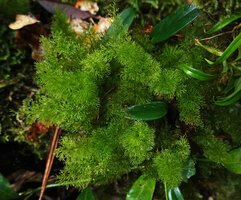 Abrodictyum pluma, crowded highly dissected fronds, Imbu Rano, Kolombangara, Solomon Islands
