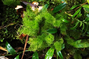 Abrodictyum pluma, Imbu Rano, Kolombangara, Solomon Islands