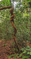 Abuta sp., big liana around the thin old host tree, varillal podzol forest, Allpahuayo, Iquitos, Peru