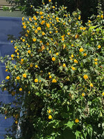 Abutilon Canary Bird at Fondation Cartier, Paris, Aug. 2022