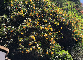 Abutilon Kentish Bell blooming at Oasis d&#039;Aboukir, Sept. 2021