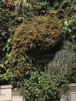 Abutilon Kentish Bell, Oasis d&#039;Aboukir, Paris, May 2020