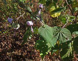 Abutilon longicuspe, leaves and flowers, Simien NP, 2800 m asl, Ethiopia