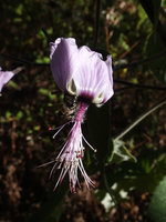 Abutilon longicuspe, recurved petals, Simien NP, Ethiopia