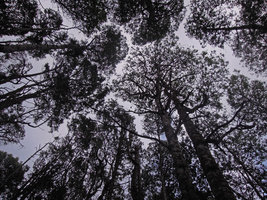 Acacia dealbata stand exhibiting crown shyness, Cradlle Mountain, Tasmania