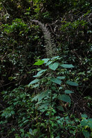 Acalypha paniculata at forest edge, huge apical panicle of female flowers and numerous narrow axillary spikes of male flowers along the leafy stem, way to Amani, 500 m asl, East Usambara Mts, Tanzania