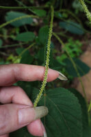 Acalypha paniculata, axillary spike of male flowers, way to Amani, 500 m asl, East Usambara Mts, Tanzania