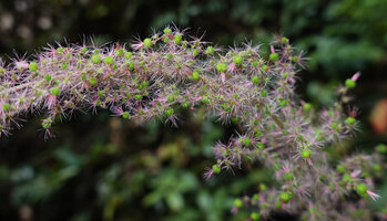 Acalypha paniculata, part of the apical female inflorescence, way to Amani, 500 m asl, East Usambara Mts, Tanzania