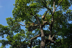 Acampe pachyglossa and Platycerium angolense epiphytic on the branches of a tall tree, East Usambara, 300 m asl, Tanzania