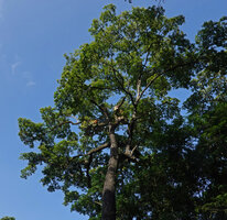 Acampe pachyglossa and Platycerium angolense epiphytic on the branches of a tall tree in forest remnant, East Usambara, 300 m asl, Tanzania