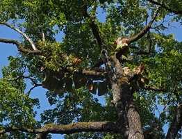 Acampe pachyglossa and Platycerium angolense epiphytic on the main horizontal branches of a tall tree, East Usambara, 300 m asl, Tanzania
