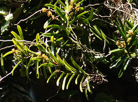 Acampe pachyglossa, flowering and fruiting stems, East Usambara, 300 m asl, Tanzania