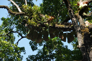 Acampe pachyglossa with dense leafy and flowering stems and Platycerium angolense with hanging fertile fronds, East Usambara, 300 m asl, Tanzania