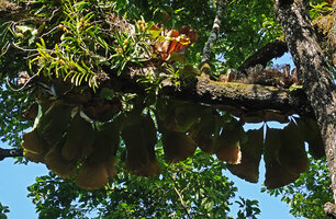 Acampe pachyglossa with flowering stems and Platycerium angolense with narrowly petiolate fertile hanging fronds, East Usambara, 300 m asl, Tanzania
