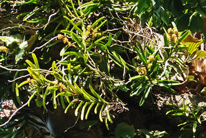 Acampe pachyglossa with flowering stems, East Usambara, 300 m asl, Tanzania