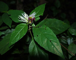 Whitfieldia orientalis, Amboni Caves, Tanga, Tanzania