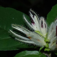 Whitfieldia orientalis, flower buds with sepals covered by grandular hairs,, Amboni Caves, Tanga, Tanzania