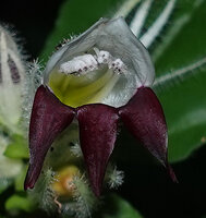 Whitfieldia orientalis, flower close up, Amboni Caves, Tanga, Tanzania