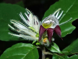 Whitfieldia orientalis, inflorescence, Amboni Caves, Tanga, Tanzania
