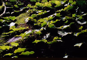 Acanthonema (Streptocarpus) strigosum, population on mossy rock, Campo, Cameroon
