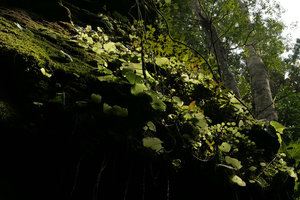 Acanthonema strigosum and Calvoa sp., translucent foliage, Campo, Cameroun