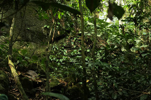 Acanthonema strigosum and Nephthytis poissonii populations on a mossy perhumid boulder, Campo, Cameroun