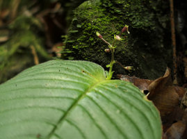 Acanthonema strigosum, inflorescence with developping capsular fruits, Campo, Cameroun