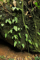 Acanthonema strigosum, population of single leaf individuals at different stades of development on a mossy rock, Campo, Cameroun