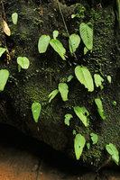Acanthonema strigosum, population of single leaf individuals on a mossy rock, Campo, Cameroun