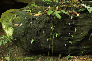 Acanthonema strigosum, population of young single leaf individuals on a mossy rock, Campo, Cameroun