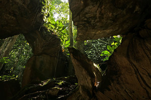Acanthonema strigosum population on humid rocky habitat with Nephthytis poissonii, Palisota cf. bracteosa and a Calvoa, Campo, Cameroun