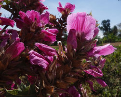 Acanthus polystachyus, lip transparency, Sodo, Wolayta, Ethiopia