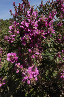Acanthus  polystachyus, much branched flowering stems, Sodo, Wolayta, Ethiopia