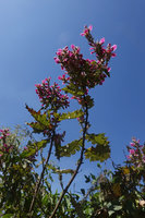 Acanthus  polystachyus, Sodo, Wolayta, Ethiopia